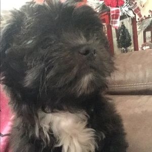 Meet your Posher, Berenice